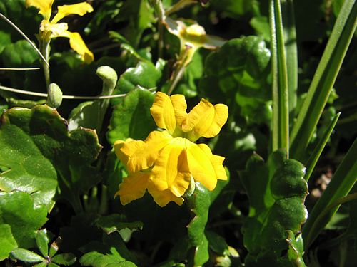 Goodenia hederacea